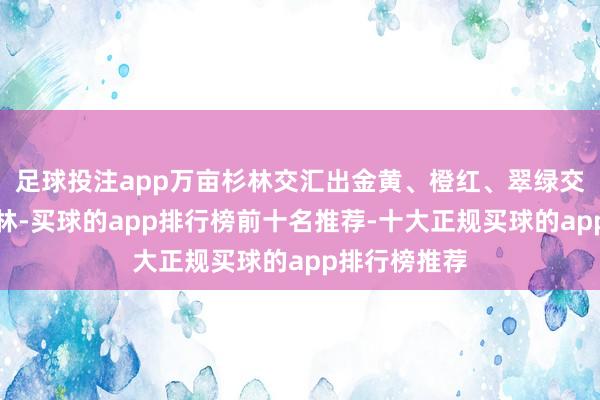 足球投注app万亩杉林交汇出金黄、橙红、翠绿交错的斑斓彩林-买球的app排行榜前十名推荐-十大正规买球的app排行榜推荐