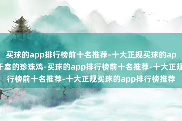 买球的app排行榜前十名推荐-十大正规买球的app排行榜推荐一只不安于室的珍珠鸡-买球的app排行榜前十名推荐-十大正规买球的app排行榜推荐